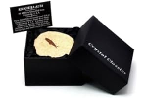 Knightia - Fossil Fish Gift Box - Small