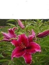 Packaged in GROW BAG "RIO NEGRO Oriental Lily LARGEST bulb 18-20cm+ + FREE GIFT
