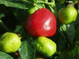 SeedsDirect's Malawi Peppadew Pepper Seeds - 20 Pack - Certified Organic Non - GMO