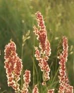 Yellow Dock Root, Cut&Sifted - Wildcrafted - Rumex crispus (454g = One Pound) Brand: Herbies Herbs