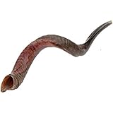 Shofarot Israel Kosher Yemenite Kudo kudu Shofar Small Size 24