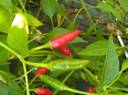 Creative Farmer Vegetable Seeds Green Thai Birds Chilli Seeds - Bird Chilli -Red Seeds High Yield Terrace Gardening Home Garden Seeds