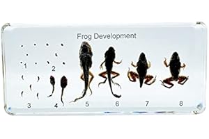 BETENSH Resin Insects, Insect Specimens, Resin Preservation, Resin Amber for Children's Science Education, Collection (Frog Growth History, Mantis, Gecko) (Frog)