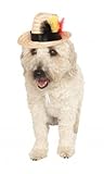 Rubie's Fedora with Feather Pet Costume Accessory, Small/Medium