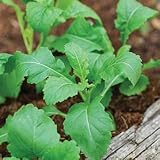 Park Seed Rocket Wasabi Arugula Seed, Pack of 100