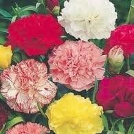 6 x Giant flowering Carnation plants: Amazon.co.uk: Garden & Outdoors