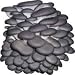 Grey Dove Oyster Mycelium Plug Spawn - 100 Count - Cold Weather Fruiter