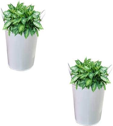 Ascent Homes Round Tall Galvanized Metal Bucket Planter with Handles for Indoor or Outdoor (White)- Set of 2