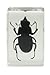 Celestron – Real 3D Bugs in Clear Resin – 4pc Set Includes Scorpion, Stag Beetle, Longhorn Beetle, and Fire Bug – Perfect for Science Eduction and Classroom – Use with Digital and Stereo Microscopes