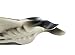 Safari Ltd. Manta Ray Figurine - Lifelike 7