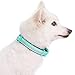 Blueberry Pet 9 Colors Soft & Safe 3M Reflective Neoprene Padded Adjustable Dog Collar – Mint Blue Pastel Color, Small, Neck 12″-16″thumb 4