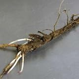 Crystal Hop Roots Rhizomes 2 Pack Grow Hops Brew Beer