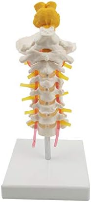 Flexible Spine Model - Life Size Spinal Cord Model with Vertebrae, Nerves, Arteries, Detailed Product Manual and Worry Free 3 Year Warranty