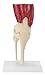 Muscled Knee Anatomical Model Bone Joint