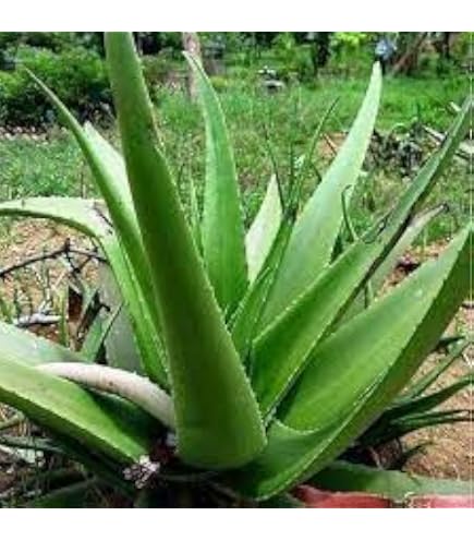 Amazon.com : Aloe Species Seed Mix for Planting - 50 Seeds - Grow Mixed Aloe  - Ships from Iowa, USA : Patio, Lawn & Garden