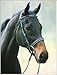 Henri De Rivel Dressage Bridle with Web Reins