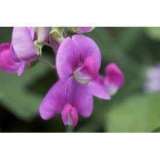 Sweet Pea - 1931 - Premium Fragrance Oil - BUY 2 and GET 20% OFF 1 Oz (30 ml)