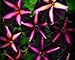 50 Pinstripe Petunia Seeds
