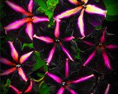 50 Pinstripe Petunia Seeds 50 Pinstripe Petunia Seeds