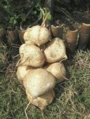 CUSHY 12-14 Seeds of TCB007 Jicama, Yam (Jicama Pachyrhyzus)