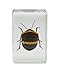 Celestron – Real 3D Bugs in Clear Resin – 4pc Set Includes Hornet, Black Camellia, Rose Chafer, and Spider – Perfect for Science Eduction and Classroom – Use with Digital and Stereo Microscopes