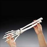 Elastic Hand Demonstration Model