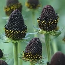 25 X RUDBECKIA OCCIDENTALIS SEEDS PATIO PERRENIAL GARDEN PLANT BORDERS