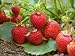 20 Everbearing Eversweet Strawberry Plants - Outstanding flavor! (20 Bare Root Plants) Best in Zones: 4-9.