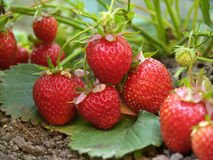20 Everbearing Eversweet Strawberry Plants - Outstanding flavor! (20 Bare Root Plants) Best in Zones: 4-9.