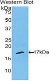 Polyclonal Antibody to Tumor Necrosis Factor Receptor Superfamily, Member 19 Like Protein (TNFRSF...