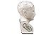 Urban Trends Ceramic Phrenology Head Bust, Small, Gloss White