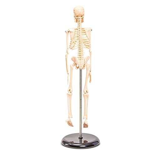 Juvale Human Skeleton Model Small Anatomical Skeleton for Tabletops