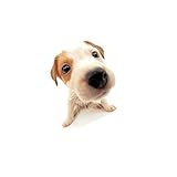 HP Hogwarts House Banners Large Size Complete 4pc Set Collection - Gryffindor Slytherin Ravenclaw Hufflepuff (Color Edition) | 29'' x 49''