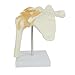 Anatomy Model of Human Shoulder Joint Bones - Anatomical Joint Models for Teaching Life Size - with Rotator Cuff Shoulder