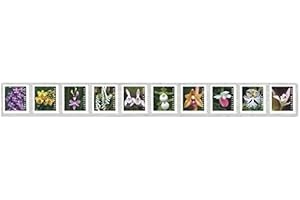 GSGSC USPS Wild Orchids Flowers Forever Stamps Postal First Class US Postage Stamps Birthday Wedding Celebration Engagement Anniversary Bridal Shower (Strip of 10)