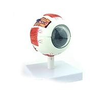 MKULOUS Removable Human Eye Eyeball Model Eyeball(3 Times Enlarged) for Medical Educational Teaching Model,Detachable 6 Parts Human Eye Anatomical Model