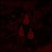 AFI (The Blood Album)