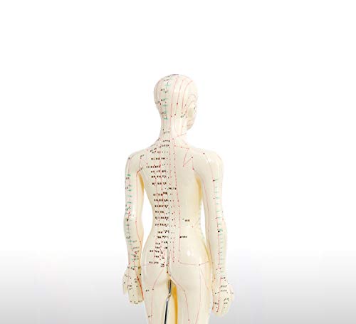 Doc.Royal Human Model Acupuncture and Moxibustion Female Model 48cm (18.8 in)