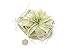 Tillandsia Xerographica Air Plant, Tillandsia Air Plants Live Large Indoor Plants Live Houseplants, Exotic Plants for Succulent Terrarium, Fairy Garden Decor, Succulents Live Plants by Plants for Pets