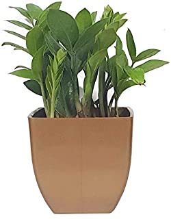 JS STOCKS ZZ Indoor Air Purifying Plant (Pot Included)