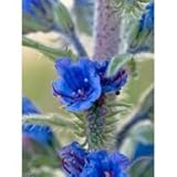 100 VIPERS BUGLOSS Echium Vulgare Blue Flower Seeds *Comb S/H