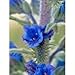 100 VIPERS BUGLOSS Echium Vulgare Blue Flower Seeds *Comb S/H