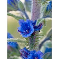 100 VIPERS BUGLOSS Echium Vulgare Blue Flower Seeds *Comb S/H 100 VIPERS BUGLOSS Echium Vulgare Blue Flower Seeds *Comb S/H