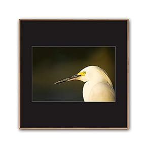 Framed Canvas Wall Art A Bird Standing on Canvas Prints Home Artwork Decoration for Living Room,Bedroom - 16x16 inches