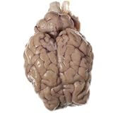 Nasco Sheep Organ - Brain; with Hypophysis and Cranial Nerve Roots Lab Specimen - LS03570