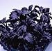 500 DARK OPAL BASIL (Purple Ruffles) Ocimum Basilicum HERB Flower Seeds