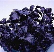 500 DARK OPAL BASIL (Purple Ruffles) Ocimum Basilicum HERB Flower Seeds 500 DARK OPAL BASIL (Purple Ruffles) Ocimum Basilicum HERB Flower Seeds