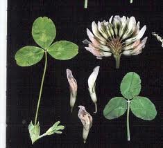 The Dirty Gardener White Clover, 1 Pound