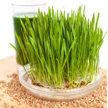 4 Non+GMO+Project+Verified+Non+Irradiated+Certified