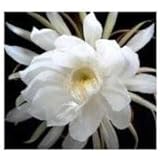 Amazon.com : Orchid Cactus Epiphyllum Oxypetalum (White ...